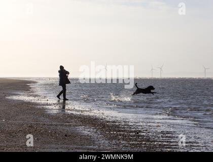 Labrador jagt den Ball ins Meer, der von Lady geworfen wurde Stockfoto