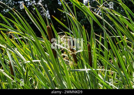 typha Wildpflanze am Teich, sonniger Sommertag. Typha angustifolia oder Cattail. Stockfoto