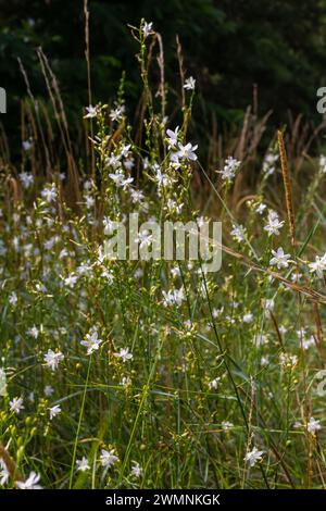Zerbrechliche weiße und gelbe Blüten von Anthericum ramosum, sternförmig, wachsen auf einer Wiese in wilder Wildnis, verschwommener grüner Hintergrund, warme Farben, helles an Stockfoto
