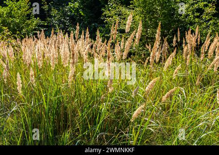 Blütenstände von Holzkleinrippen Calamagrostis epigejos auf einer Wiese. Stockfoto