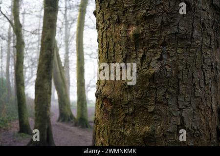 Winter, Nebelmorgen, Woodland, Balmore Walk, Caversham, Reading, Berkshire, England, Großbritannien, GB. Stockfoto