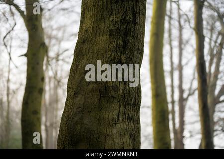 Winter, Nebelmorgen, Woodland, Balmore Walk, Caversham, Reading, Berkshire, England, Großbritannien, GB. Stockfoto