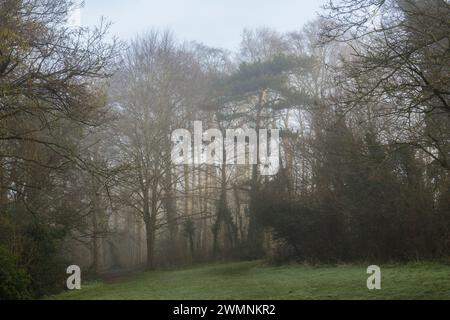 Winter, Nebelmorgen, Woodland, Balmore Walk, Caversham, Reading, Berkshire, England, Großbritannien, GB. Stockfoto