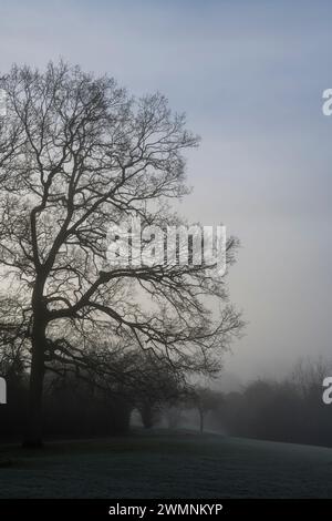 Stimmungsvolle Landschaft, Nebelmorgen, Balmore Walk, Caversham, Reading, Berkshire, England, Großbritannien, GB. Stockfoto