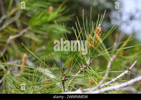 Männliche Reproduktionsorgane einer Jerusalem-Kiefer oder Aleppo-Kiefer (Pinus halepensis), fotografiert in den Jerusalem Hills, nahe Beit Shemesh, Israel Stockfoto