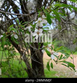 Mandelblüten aus nächster Nähe, fotografiert im Februar in den Jerusalem Hills Stockfoto