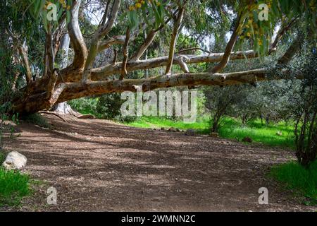 Liegender Eukalyptusstamm. Einige rücksichtslose Wanderer haben ihre Namen in den Stamm geschnitzt, der in den Jerusalem Hills in der Nähe von Beit Sheme fotografiert wurde Stockfoto