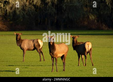 Roosevelt Elk, William Finley National Wildlife Refuge, Oregon Stockfoto