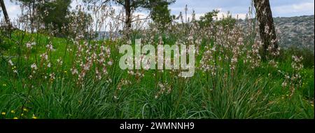 Eine Weide von Asphodelus ramosus, auch bekannt als verzweigte Asphodel, ein ausdauerndes Kraut in der Asparagales-Ordnung. Fotografiert in den Jerusalem Hills in der Nähe Stockfoto