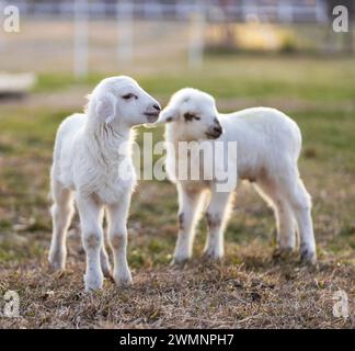 Zwei Katahdin-Schaflämmer auf einem grasbewachsenen Fahrerlager in North Carolina. Stockfoto