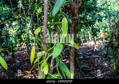 Vanilla ist ein Gewürz, das aus Orchideen der Gattung Vanilla gewonnen wird und hauptsächlich aus Schoten der flachblättrigen Vanilla (Vanilla planifolia) gewonnen wird. Foto Stockfoto