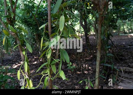 Vanilla ist ein Gewürz, das aus Orchideen der Gattung Vanilla gewonnen wird und hauptsächlich aus Schoten der flachblättrigen Vanilla (Vanilla planifolia) gewonnen wird. Foto Stockfoto