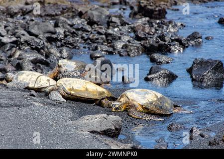 Grüne Meeresschildkröte (Chelonia mydas). Grüne Meeresschildkröten auf dem schwarzen Sand von Punalu'u Beach (Black Sand Beach), Big Island, Hawaii, USA. Grüne se Stockfoto