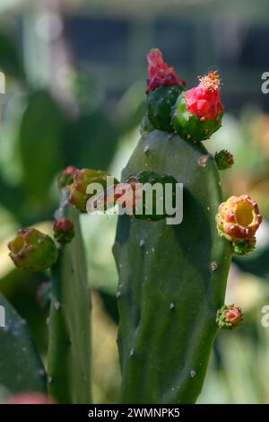 Rote Blüte und unreife Frucht eines Opuntia cochenillifera [Cochineal Cactus, Cochineal Nopal Cactus, Cochineal Opuntia, Nopal Cactus, Feigenkaktus Syn Stockfoto