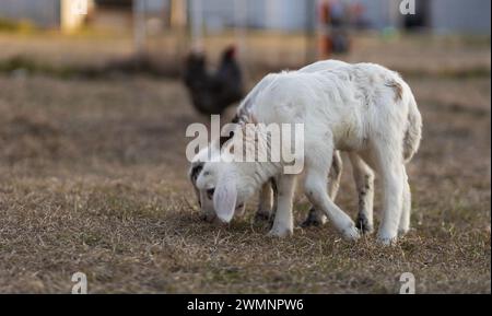 Zwei weiße Katahdin-Schaflämmer, die schnüffeln und im Gras schauen, als hätten sie etwas im Fahrerlager von North Carolina verloren. Stockfoto