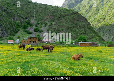 Kühe grasen auf der üppigen grünen Wiese von Shatili Medieval Fortress Village, Georgia Stockfoto