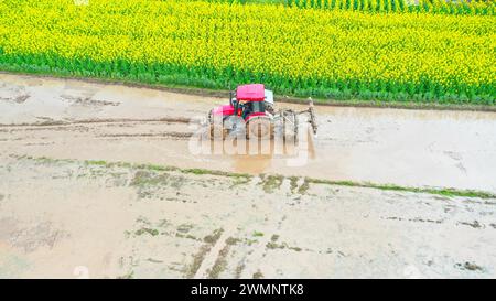 CHONGQING, CHINA - 27. FEBRUAR 2024 - die Dorfbewohner fahren einen Kultivierer, um die Felder zu bebauen, inmitten des Duftes von Rapsblumen, um den Reisplan vorzubereiten Stockfoto