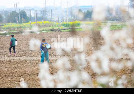 CHONGQING, CHINA - 27. FEBRUAR 2024 - Dorfbewohner wenden Mischdünger auf ein Pflugfeld im Dorf Renxian in der Gemeinde Chongqing, China, Fe Stockfoto