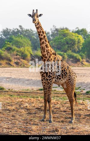 Eine einsame männliche Thornicroft-Giraffe (Giraffa camelopardalis thornicrofti) im Süd-Luangwa-Nationalpark in Sambia, Südafrika Stockfoto