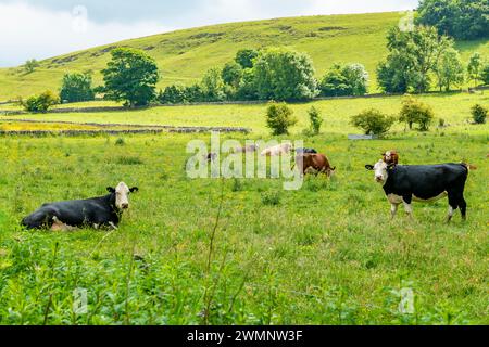 Idyllischer Schnappschuss von Kühen, die zufrieden auf einem landschaftlich reizvollen Feld inmitten grüner Landschaften weiden und sich in der Wärme der Sonne sonnen Stockfoto