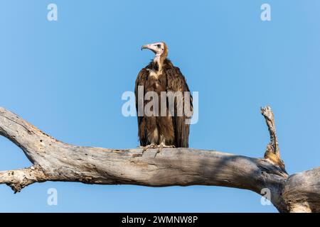 Ein einsamer Weißkopfgeier (Trigonoceps occipitalis), der auf einem Baumzweig im South Luangwa National Park in Sambia im südlichen Afrika sitzt Stockfoto