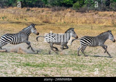 Drei Crawshay's Zebras (Equus quagga crawshayi) galoppieren über das Gestrüpp im South Luangwa National Park in Sambia, Südafrika Stockfoto