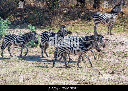 Ein atemberaubender Blick auf Crawshays Zebras (Equus quagga crawshayi), der über Buschwerk im South Luangwa National Park in Sambia im südlichen Afrika spaziert Stockfoto