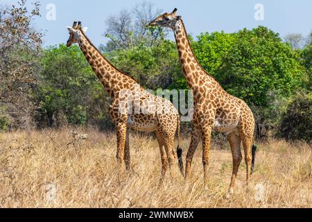 Ein Paar männlicher Thornicroft-Giraffen (Giraffa camelopardalis thornicrofti) im Süd-Luangwa-Nationalpark in Sambia, Südafrika Stockfoto