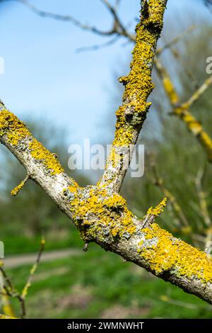 Flechten-bedeckter Baumzweig Stockfoto