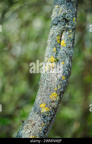 Flechten-bedeckter Baumzweig Stockfoto