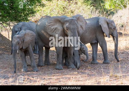 Eine Familiengruppe afrikanischer Elefanten (Loxodonta Africana) mit jungen Kälbern im South Luangwa National Park in Sambia, Südafrika Stockfoto