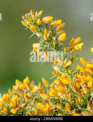 Die gewöhnliche Schlucht blüht Stockfoto