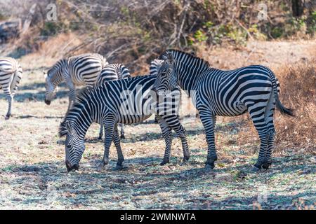Ein atemberaubender Blick auf Crawshays Zebras (Equus quagga crawshayi), der über Buschwerk im South Luangwa National Park in Sambia im südlichen Afrika spaziert Stockfoto