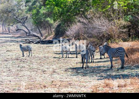Ein atemberaubender Blick auf Crawshays Zebras (Equus quagga crawshayi), der über Buschwerk im South Luangwa National Park in Sambia im südlichen Afrika spaziert Stockfoto