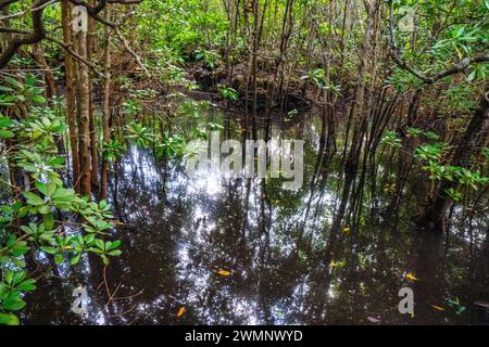 Mangrovenbäume im Jozani Chwaka Bay National Park, Sansibar Stockfoto