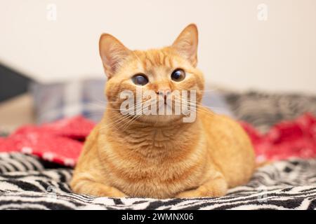 Süße Ingwerkatze, die nah auf dem Bett liegt Stockfoto