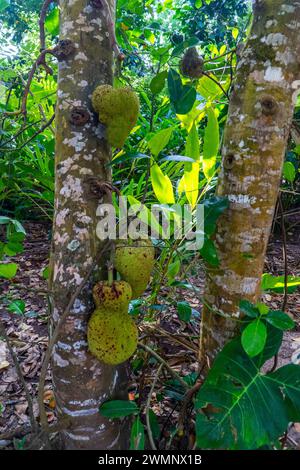 Die Jackfrucht ist die Frucht des Jack Tree Artocarpus heterophyllus, einer Baumarte in der Familie der Feigen, Maulbeeren und Brotfrüchte. Die Jackfrucht ist die Stockfoto