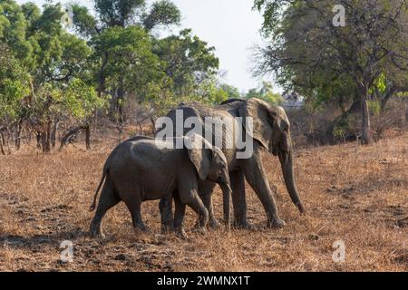 Eine weibliche und ein heranwachsender afrikanischer Elefant (Loxodonta Africana), die über Grasland im South Luangwa National Park in Sambia im südlichen Afrika spazieren Stockfoto