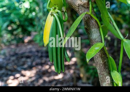 Vanilla ist ein Gewürz, das aus Orchideen der Gattung Vanilla gewonnen wird und hauptsächlich aus Schoten der flachblättrigen Vanilla (Vanilla planifolia) gewonnen wird. Foto Stockfoto