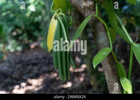 Vanilla ist ein Gewürz, das aus Orchideen der Gattung Vanilla gewonnen wird und hauptsächlich aus Schoten der flachblättrigen Vanilla (Vanilla planifolia) gewonnen wird. Foto Stockfoto