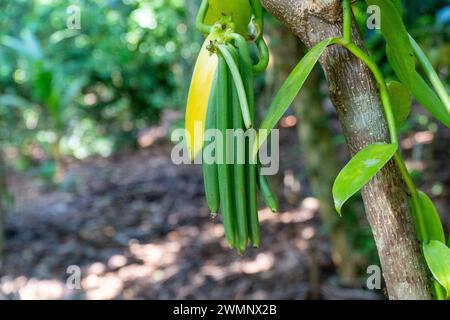 Vanilla ist ein Gewürz, das aus Orchideen der Gattung Vanilla gewonnen wird und hauptsächlich aus Schoten der flachblättrigen Vanilla (Vanilla planifolia) gewonnen wird. Foto Stockfoto