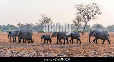 Herde afrikanischer Elefanten (Loxodonta Africana), die bei Sonnenaufgang über Grasland im South Luangwa Nationalpark in Sambia, Südafrika, spazieren Stockfoto