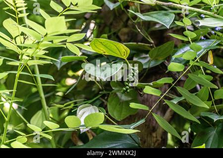 Schwarzer Pfeffer (Piper nigrum) ist eine blühende Rebe der Familie Piperaceae, die wegen ihrer Früchte (Pfeffer) angebaut wird; Stockfoto