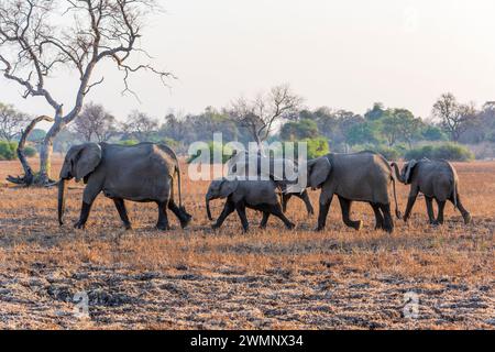 Herde afrikanischer Elefanten (Loxodonta Africana), die bei Sonnenaufgang über Grasland im South Luangwa Nationalpark in Sambia, Südafrika, spazieren Stockfoto