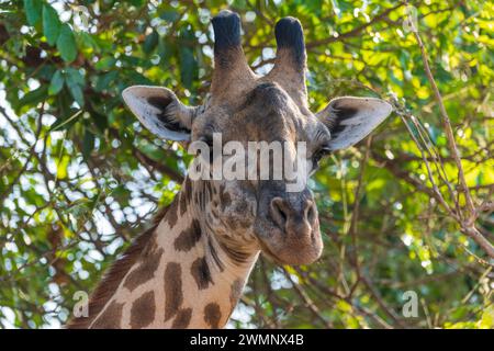 Kopf einer männlichen Thornicroft-Giraffe (Giraffa camelopardalis thornicrofti) im South Luangwa National Park in Sambia, Südafrika Stockfoto