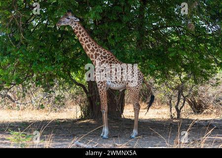 Giraffe (Giraffa camelopardalis thornicrofti) ernährt sich von Bäumen im South Luangwa National Park in Sambia, Südafrika Stockfoto