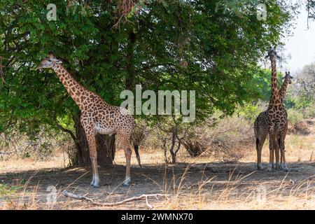 Männliche (links) und zwei weibliche Thornicroft-Giraffe (Giraffa camelopardalis thornicrofti) im South Luangwa-Nationalpark in Sambia, Südafrika Stockfoto