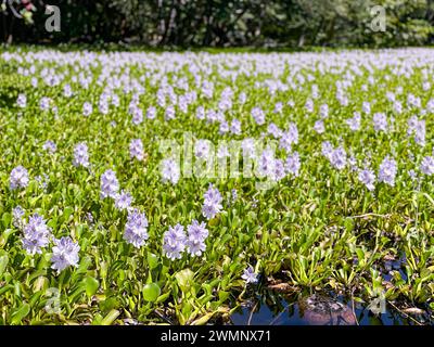 Pontederia crassipes (früher Eichhornia crassipes syn), im Botanischen Garten in Hilo, auf Hawaii Big Island. Stockfoto