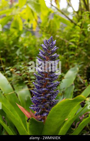 Blüten und Laub der Aechmea-Bromelienpflanze sind Urn Plant und Dwarf Blue Tango Bromeliade, fotografiert auf Big Island, Hawaii Stockfoto