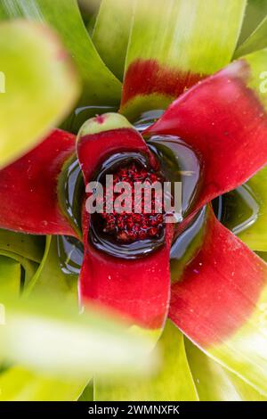 Bromelienröte (Neoregelia carolinae) in Blüte. Big Island, Hawaii Stockfoto